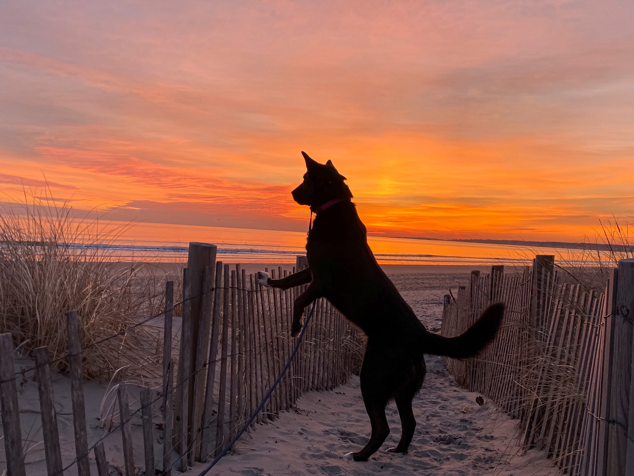Black lab with legs up on fence at entrance to the beach