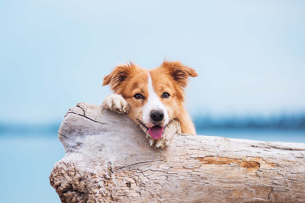 Border collie resting at beach