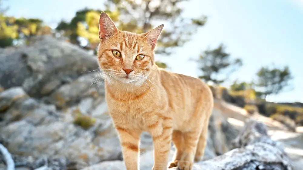 Oily fish for sales cats