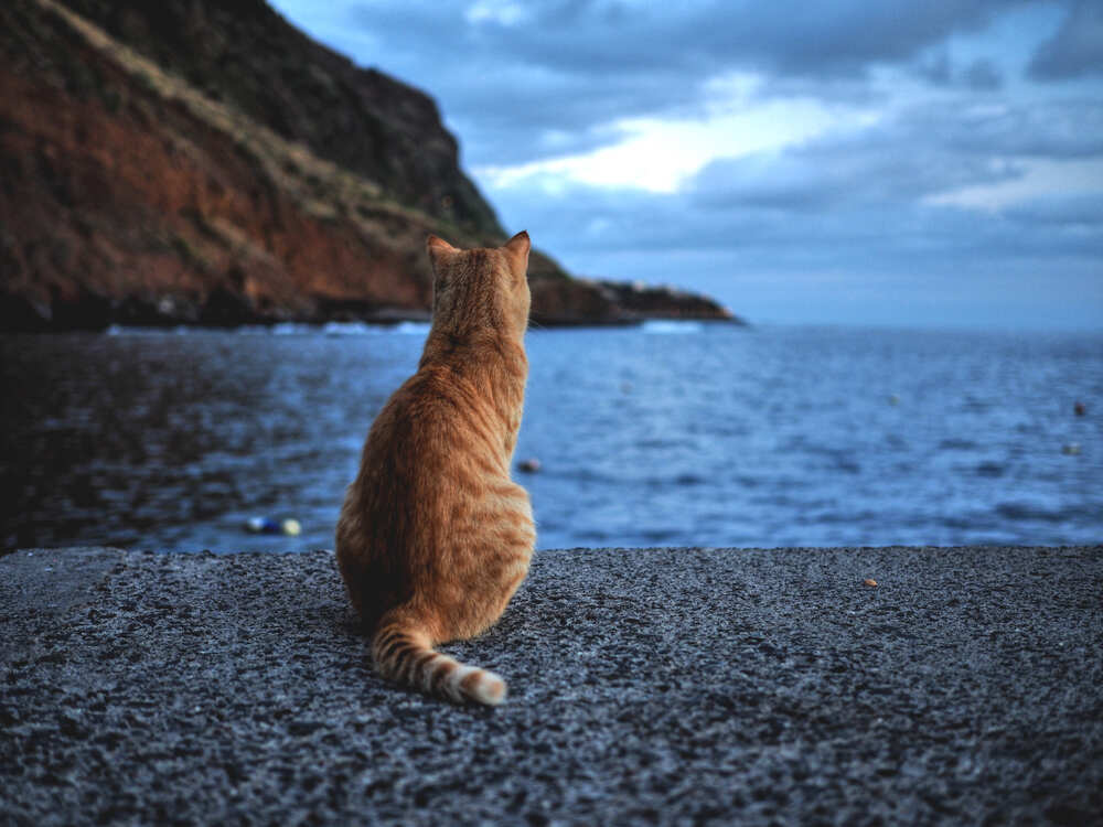 Brown tabby cat looking out over water