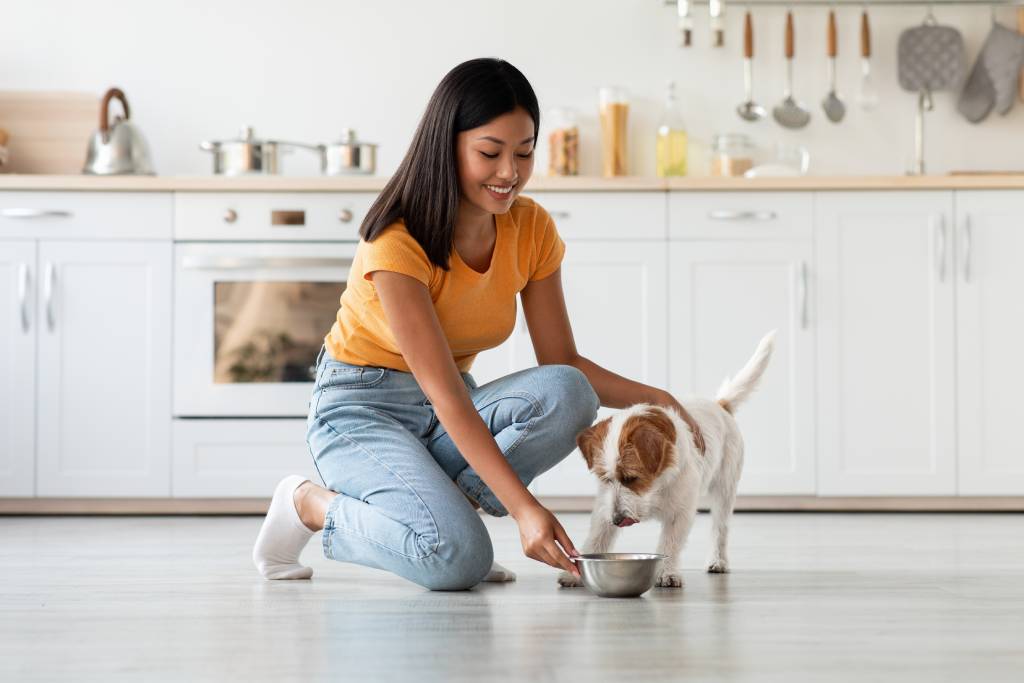 Pet owner feeding her young Jack Russell puppy food