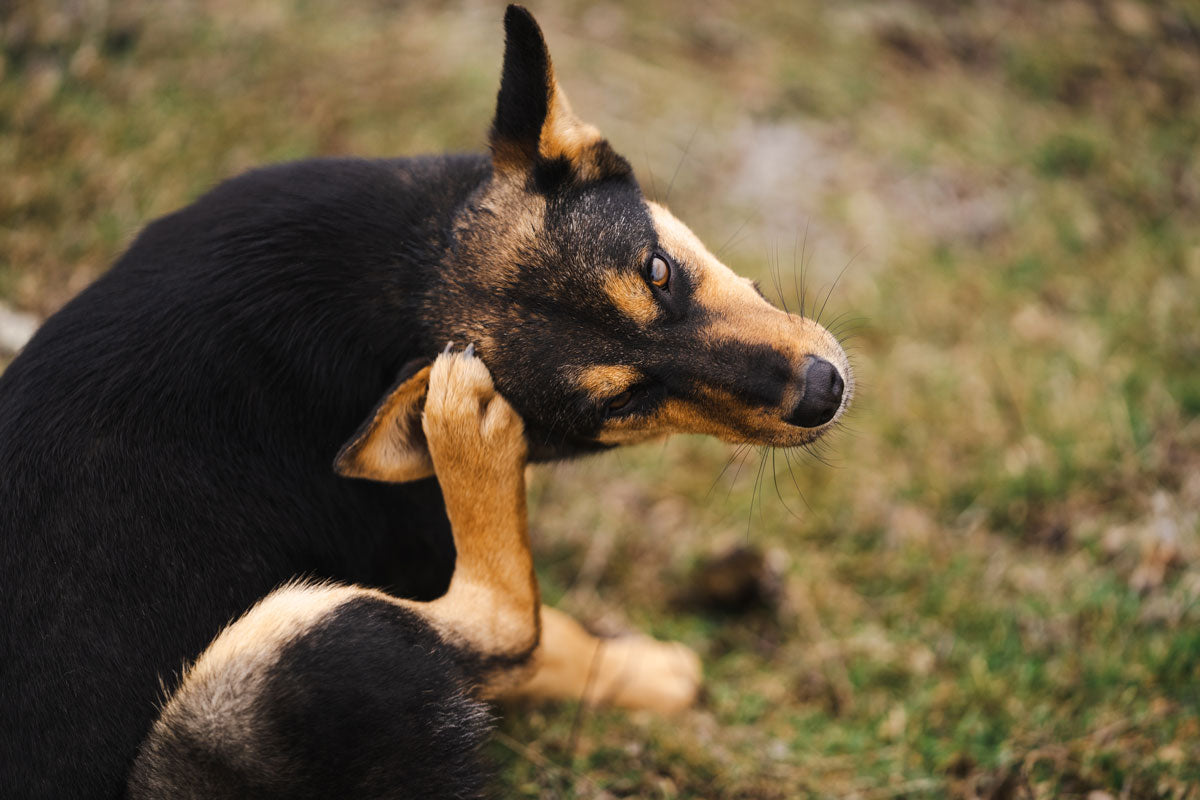Itchy dog scratching head