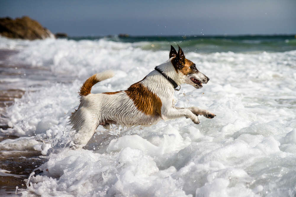 Dog and owner running on the beach