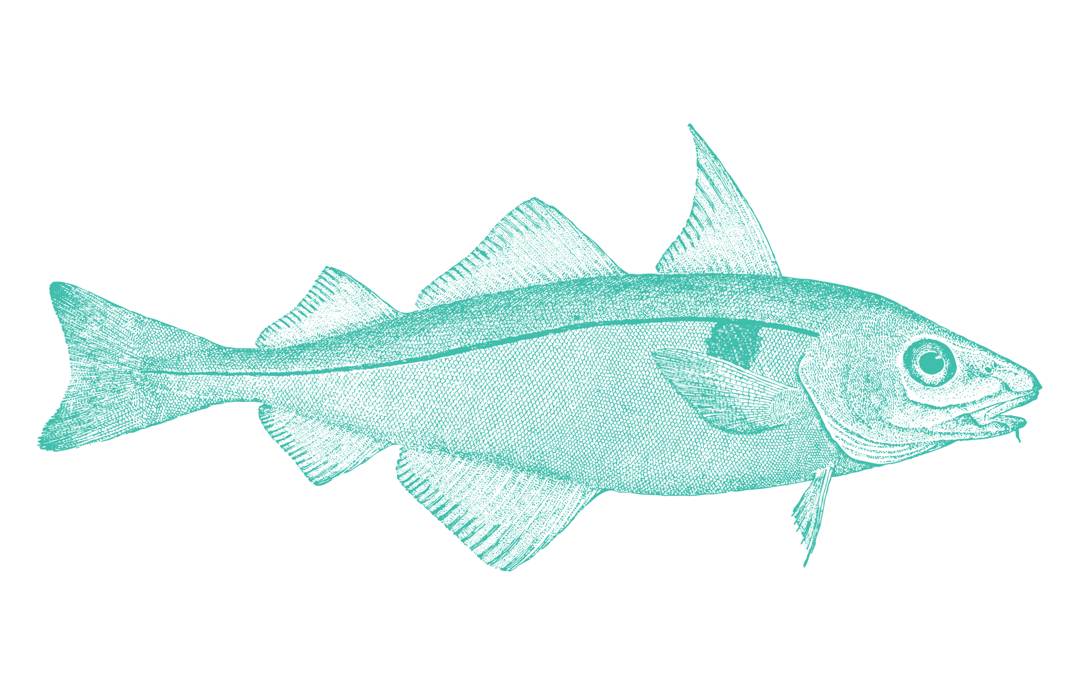 Haddock
