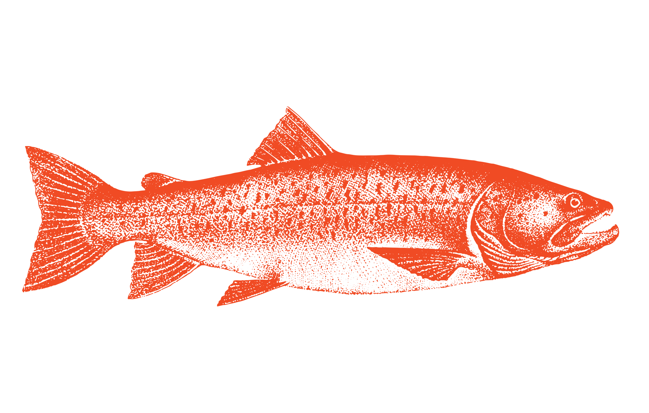 Alaskan Salmon