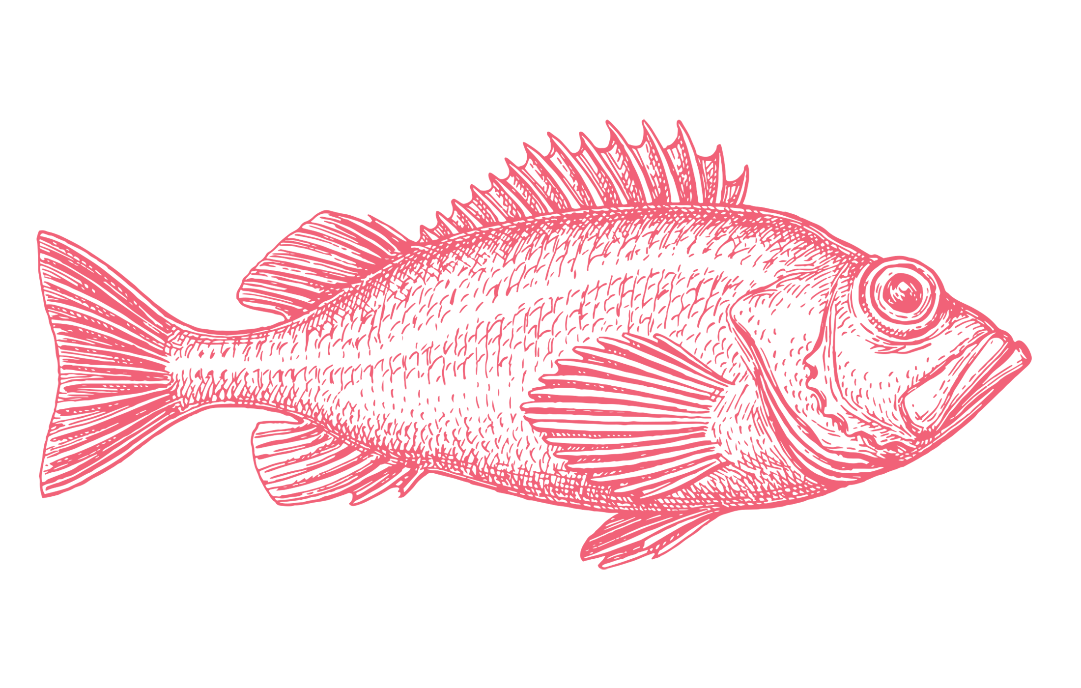 Acadian Redfish