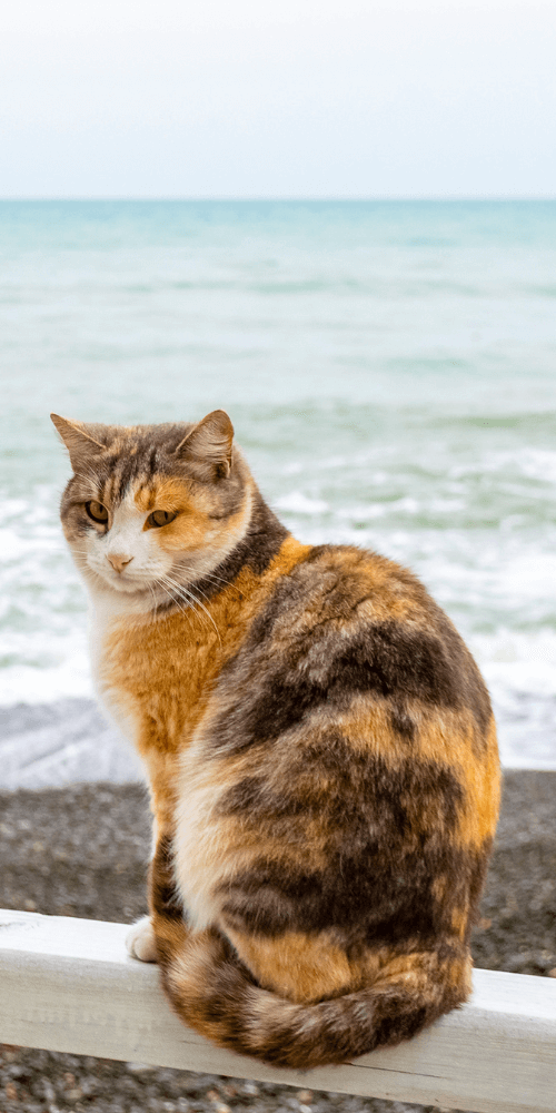 cat sitting along the ocean front