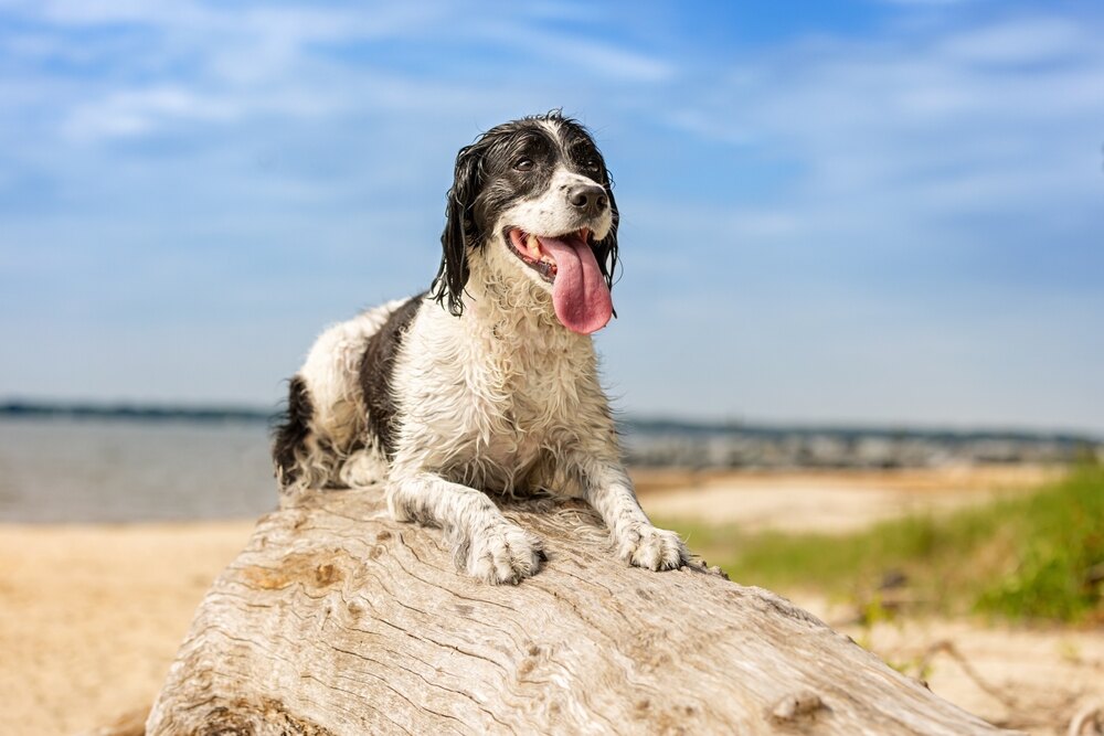 Dog