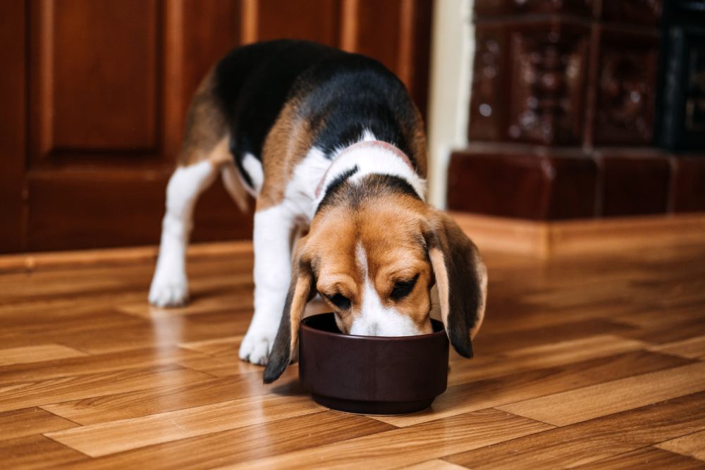 A beagle puppy digs into a bowl of high protein puppy food