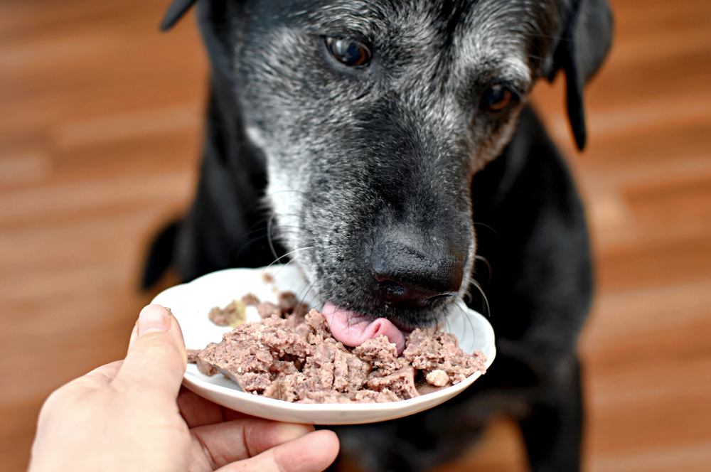 A gray-muzzled senior dog digs into her dinner