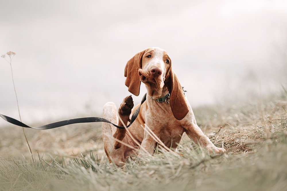 A bracco italiano puppy scratches an itch