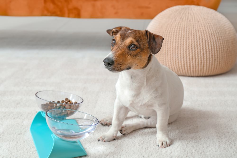 Small dog not eating his kibble