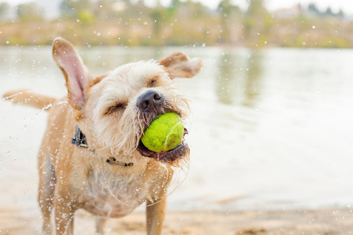 Small dog with tennis ball coming out of the water