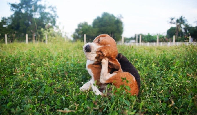 A beagle in a field scratches his ear