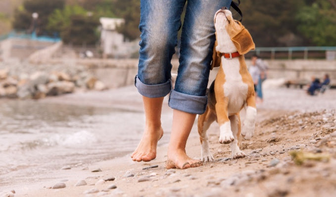 A puppy walks at heel next to their owner’s ankles