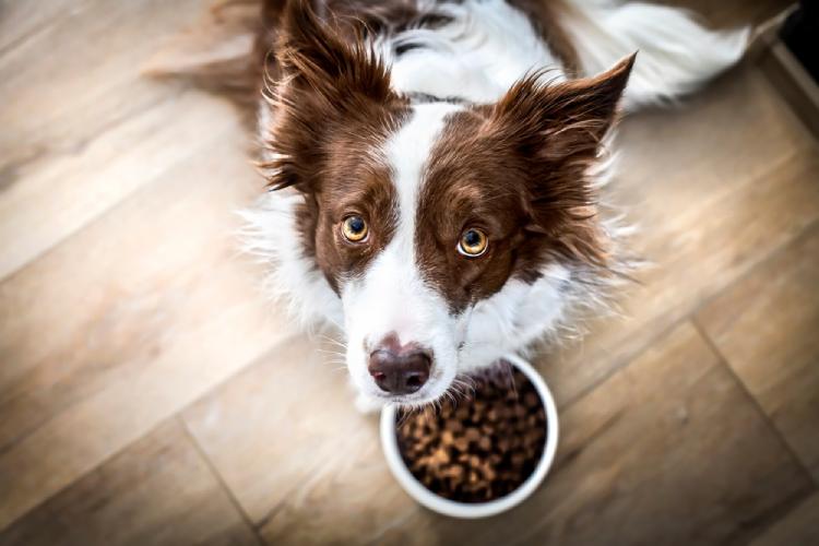A brown and white border collie sits by its food bowl