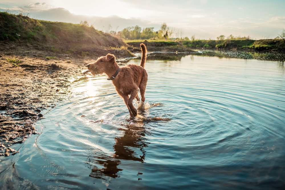 Happy dog running in water