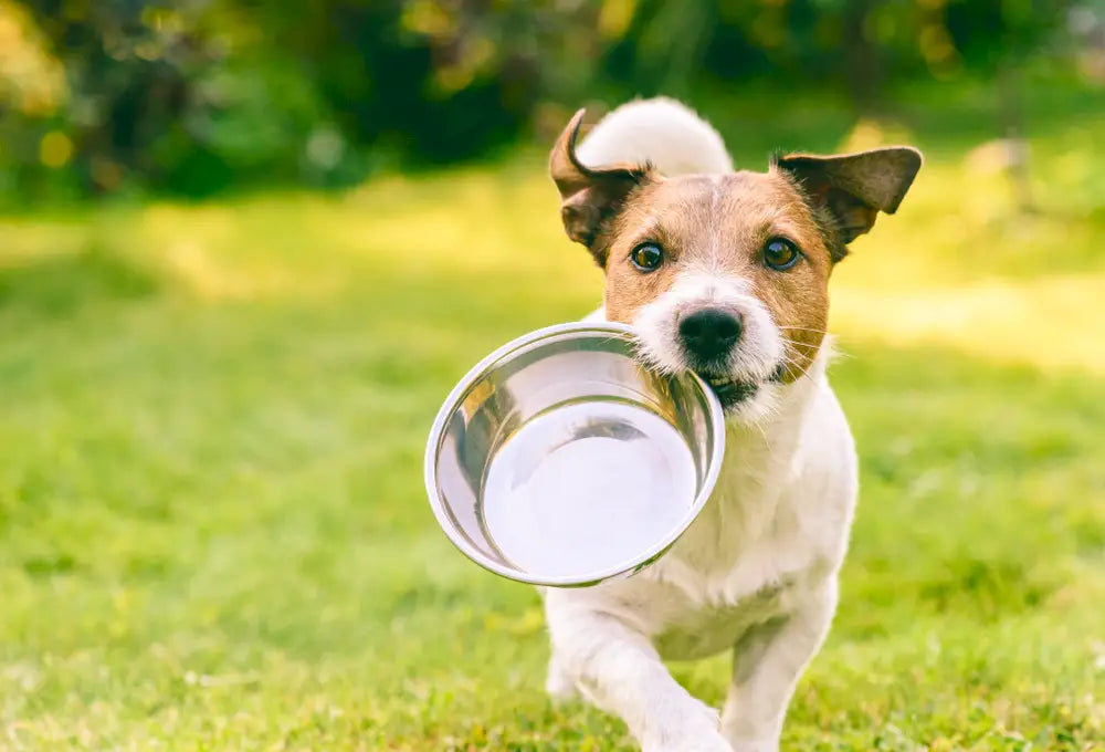Small dog running with empty bowl in mouth