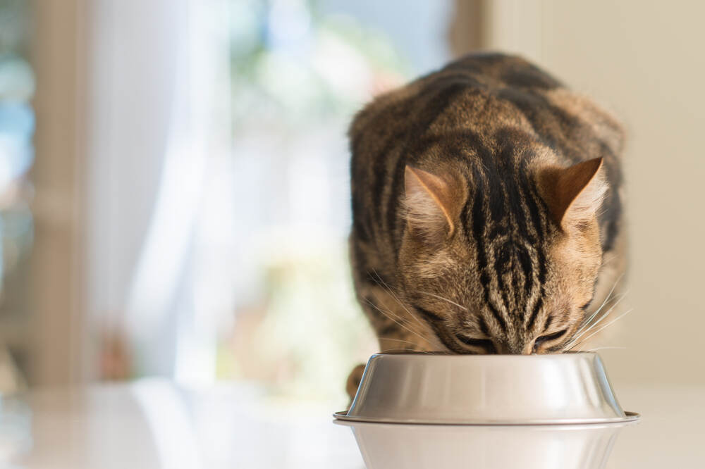 Cat eating dinner from a silver bowl