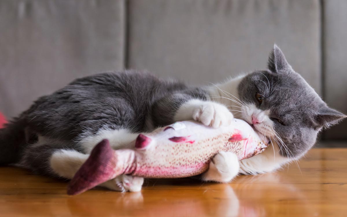 A gray and white indoor cat plays with a fish-shaped kicker toy on a wooden floor