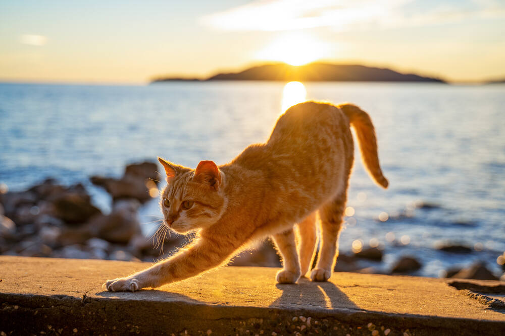 Orange cat stretching on sea wall 