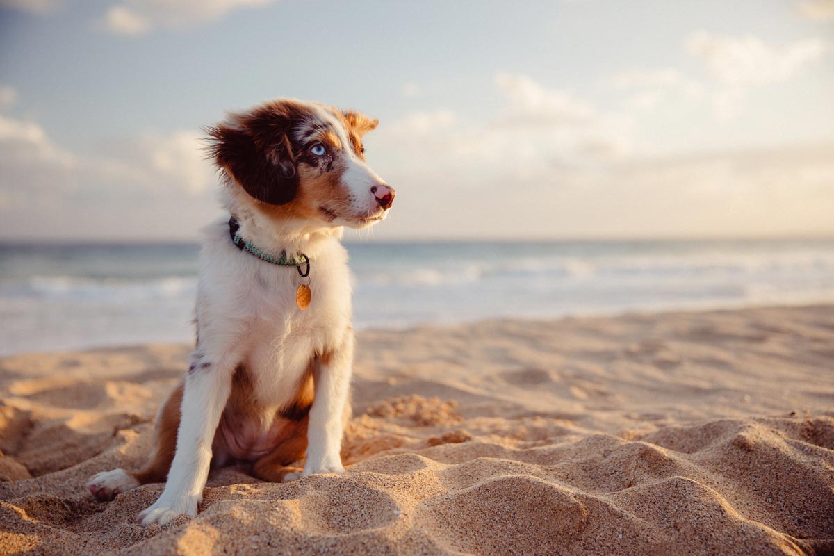 An Australian shepherd puppy on the beach.