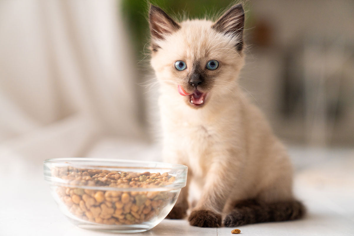 Kitten licking lips over bowl of dry food