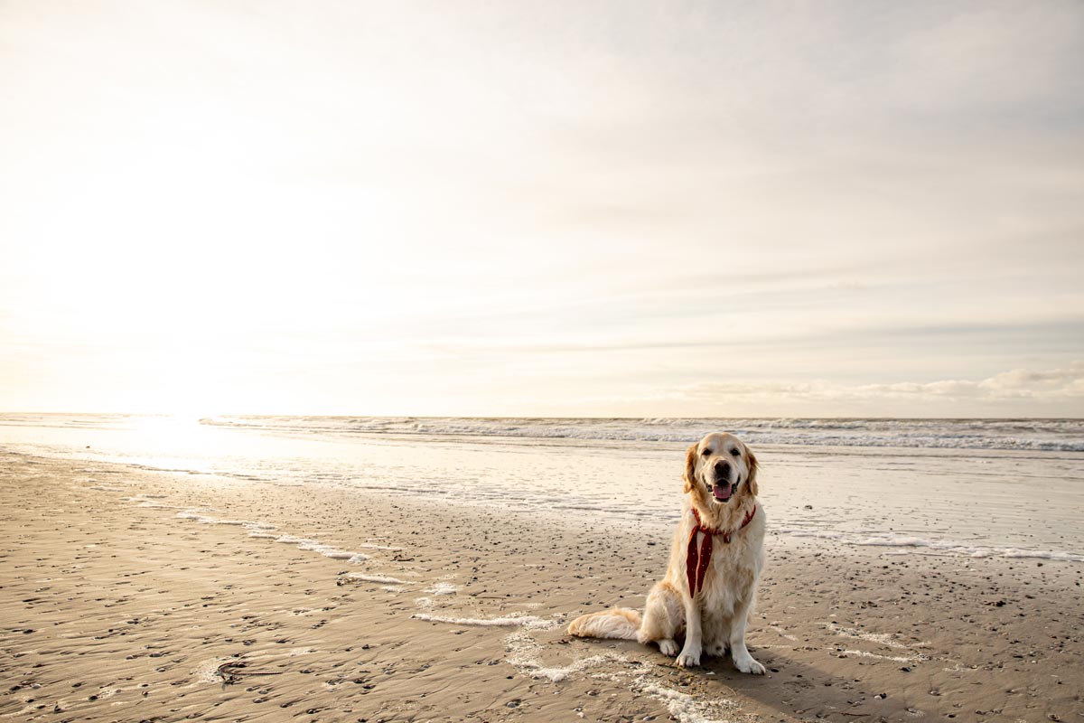 Happy golden retriever on the beach