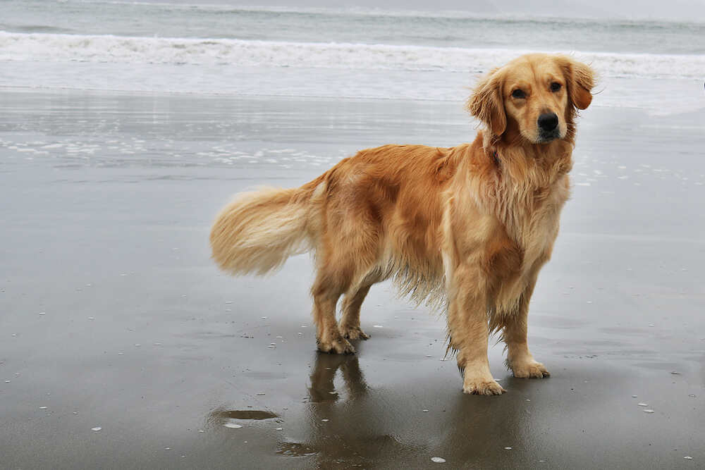 Golden retriever dog with shiny coat standing in ocean