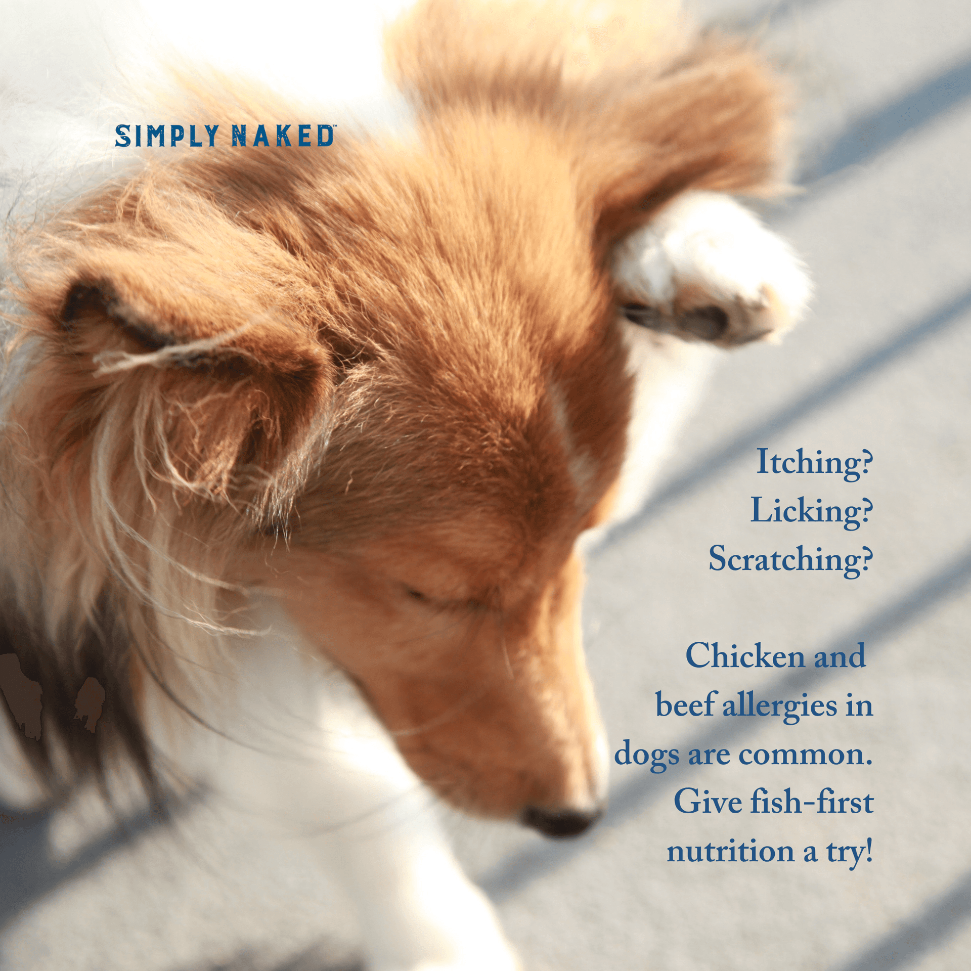 Fish Based Dog Food USA Made Simply Naked Pet Food